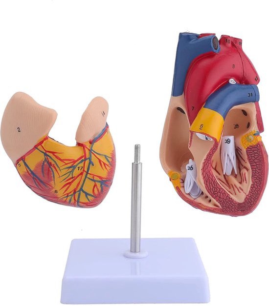 Anatomisch model Hart - 22cm - Menselijk lichaam - Educatief - Biologie - Anatomie