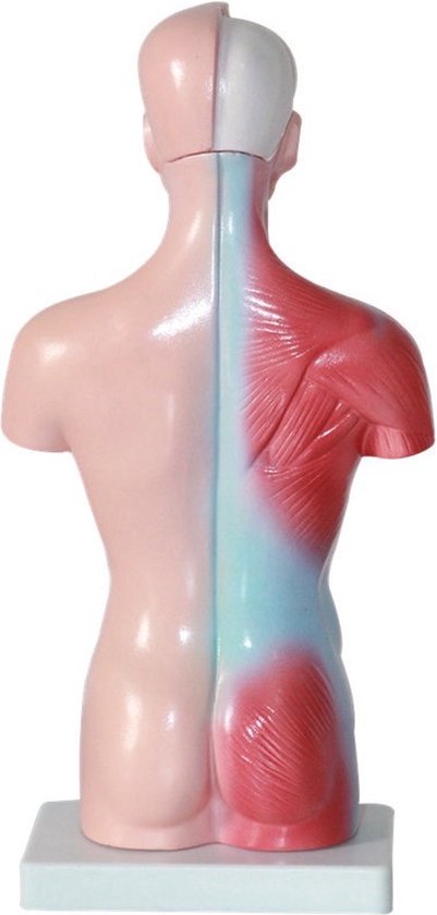 Anatomisch model - 26cm - Bovenlichaam - Menselijk lichaam - Educatief - Biologie - Anatomie