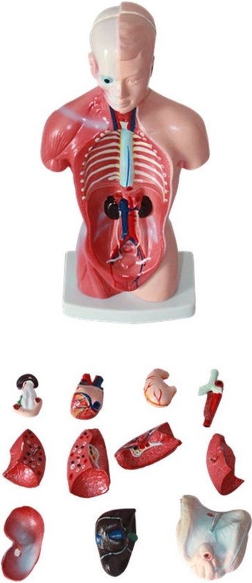Anatomisch model - 26cm - Bovenlichaam - Menselijk lichaam - Educatief - Biologie - Anatomie