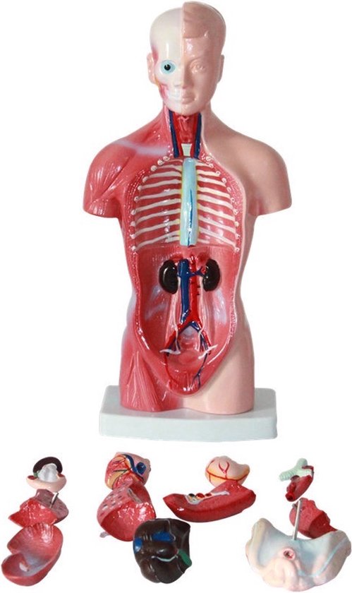 Anatomisch model - 26cm - Bovenlichaam - Menselijk lichaam - Educatief - Biologie - Anatomie