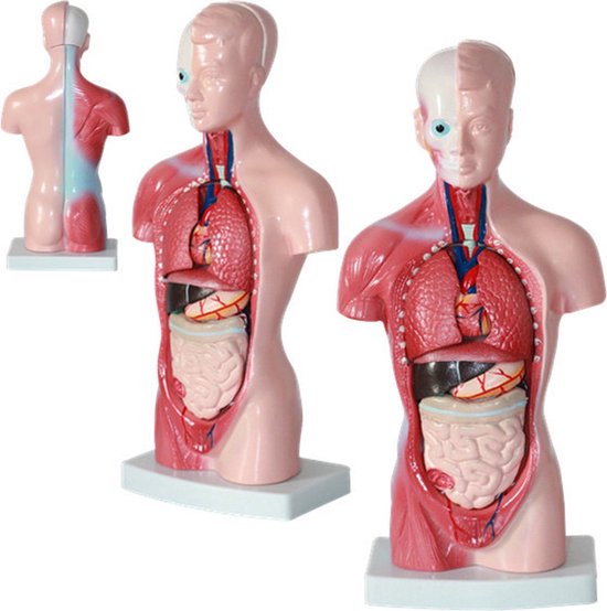 Anatomisch model - 26cm - Bovenlichaam - Menselijk lichaam - Educatief - Biologie - Anatomie