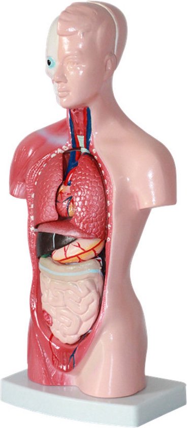 Anatomisch model - 26cm - Bovenlichaam - Menselijk lichaam - Educatief - Biologie - Anatomie