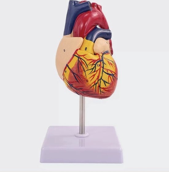 Anatomisch model Hart - 22cm - Menselijk lichaam - Educatief - Biologie - Anatomie