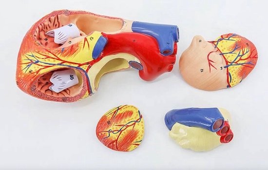 Anatomisch model Hart - 22cm - Menselijk lichaam - Educatief - Biologie - Anatomie