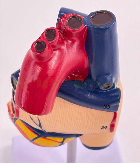 Anatomisch model Hart - 22cm - Menselijk lichaam - Educatief - Biologie - Anatomie