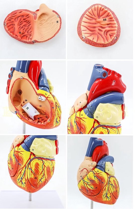 Anatomisch model Hart - 22cm - Menselijk lichaam - Educatief - Biologie - Anatomie