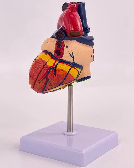 Anatomisch model Hart - 22cm - Menselijk lichaam - Educatief - Biologie - Anatomie