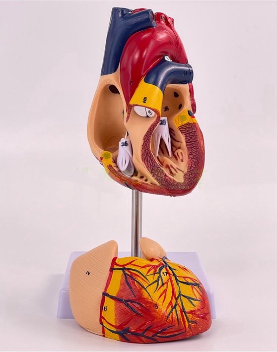 Anatomisch model Hart - 22cm - Menselijk lichaam - Educatief - Biologie - Anatomie