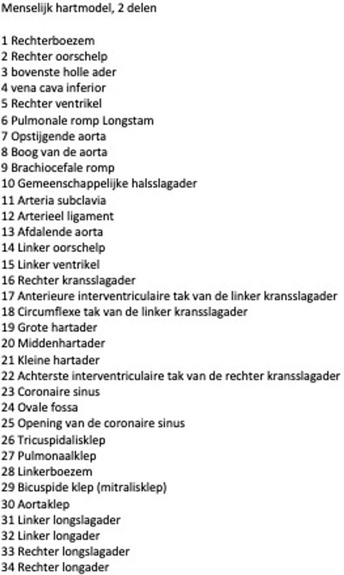 Anatomisch model Hart - 22cm - Menselijk lichaam - Educatief - Biologie - Anatomie