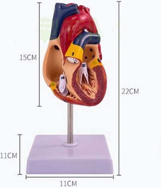Anatomisch model Hart - 22cm - Menselijk lichaam - Educatief - Biologie - Anatomie