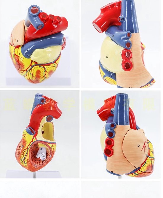 Anatomisch model Hart - 22cm - Menselijk lichaam - Educatief - Biologie - Anatomie