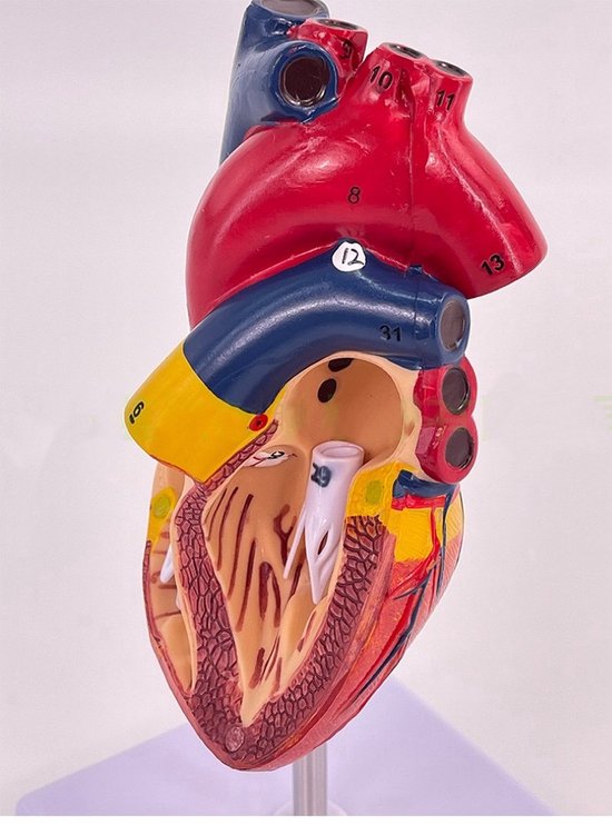 Anatomisch model Hart - 22cm - Menselijk lichaam - Educatief - Biologie - Anatomie