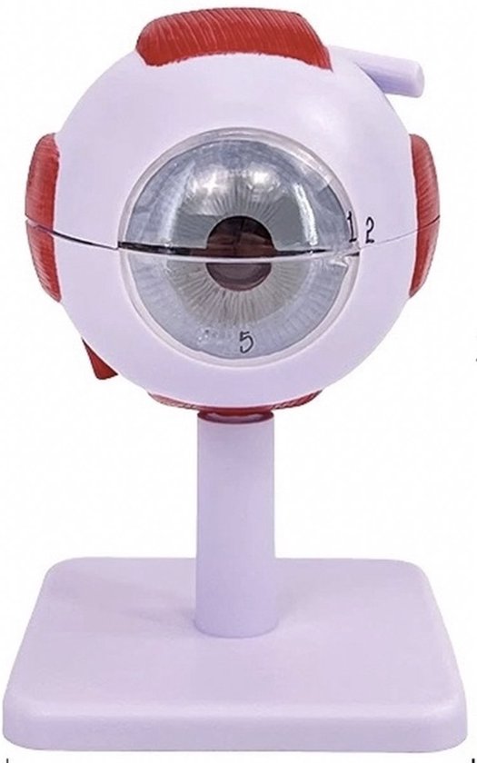 Anatomisch model Oog - 3x vergroot - 14cm - Menselijk lichaam - Educatief - Biologie - Anatomie
