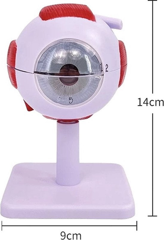 Anatomisch model Oog - 3x vergroot - 14cm - Menselijk lichaam - Educatief - Biologie - Anatomie