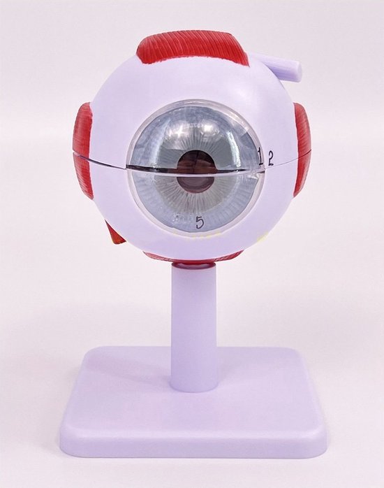 Anatomisch model Oog - 3x vergroot - 14cm - Menselijk lichaam - Educatief - Biologie - Anatomie