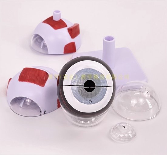 Anatomisch model Oog - 3x vergroot - 14cm - Menselijk lichaam - Educatief - Biologie - Anatomie