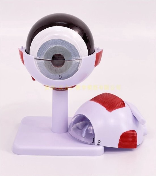Anatomisch model Oog - 3x vergroot - 14cm - Menselijk lichaam - Educatief - Biologie - Anatomie