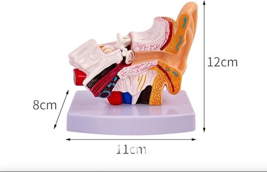 Anatomisch model Oor - 12 cm - 1,5x vergroot - Menselijk lichaam - Educatief - Biologie - Anatomie