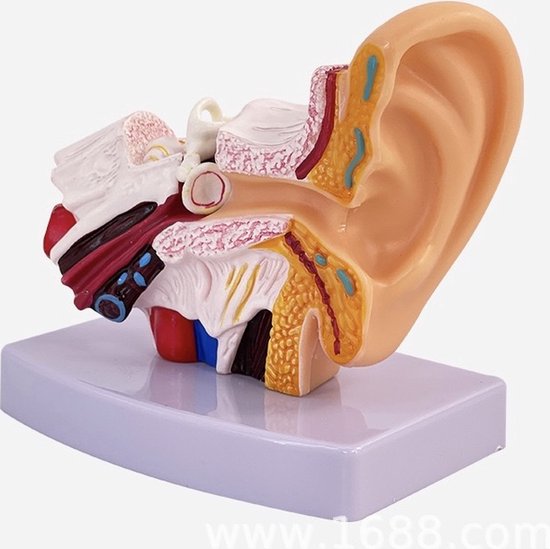 Anatomisch model Oor - 12 cm - 1,5x vergroot - Menselijk lichaam - Educatief - Biologie - Anatomie