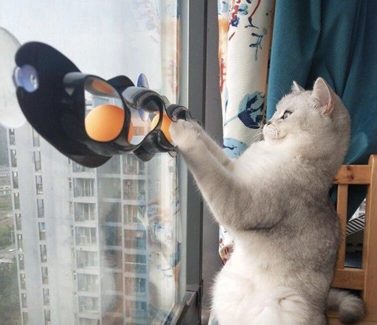 Cat speelgoed - Ballen - Educatief speelgoed Kat - Baan - Bal - Zuignap raam